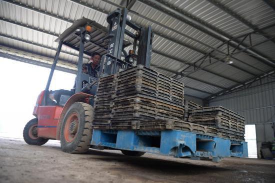 惠安春耕正當時 工廠化水稻育秧助力稻谷生產