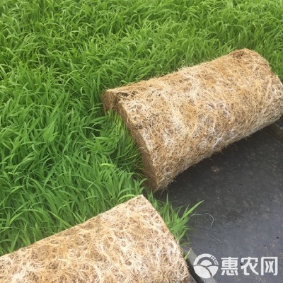 穴盤育秧硬盤 工廠化水稻育秧的現(xiàn)代化利器