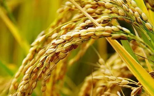 周日農(nóng)家樂 體驗(yàn)稻谷收割，盡享農(nóng)趣與美食