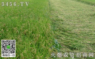 帝一硅噴水稻 為什么效果顯著及其在稻谷生產(chǎn)中的優(yōu)勢(shì)