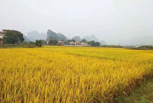 稻谷豐收節(jié) 七月盛典，共慶豐收