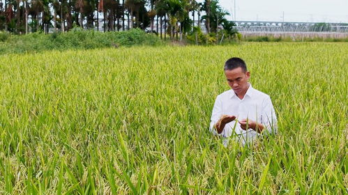 樂(lè)東三十余種特色產(chǎn)品亮相冬交會(huì)，稻谷飄香展現(xiàn)農(nóng)業(yè)魅力