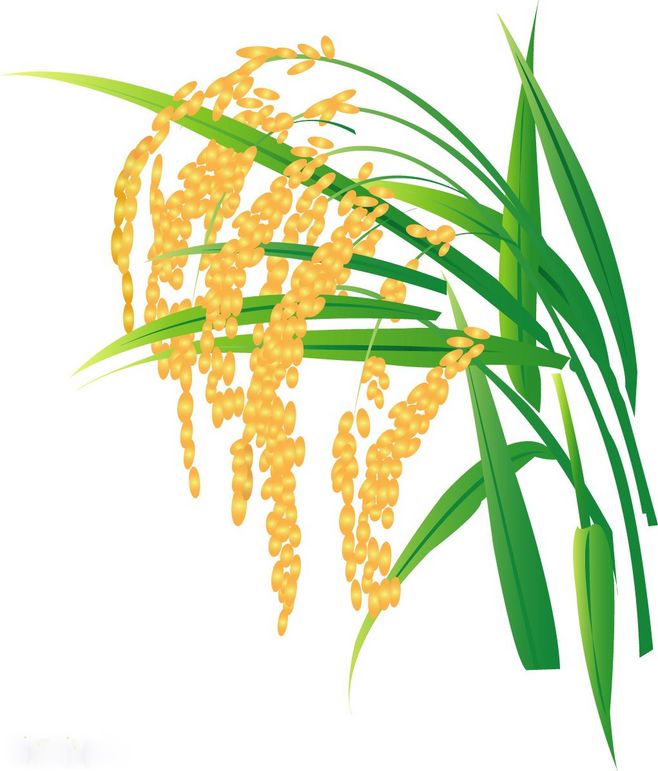 從一粒稻谷到滿(mǎn)園金黃 水稻矢量圖繪制的藝術(shù)與科學(xué)